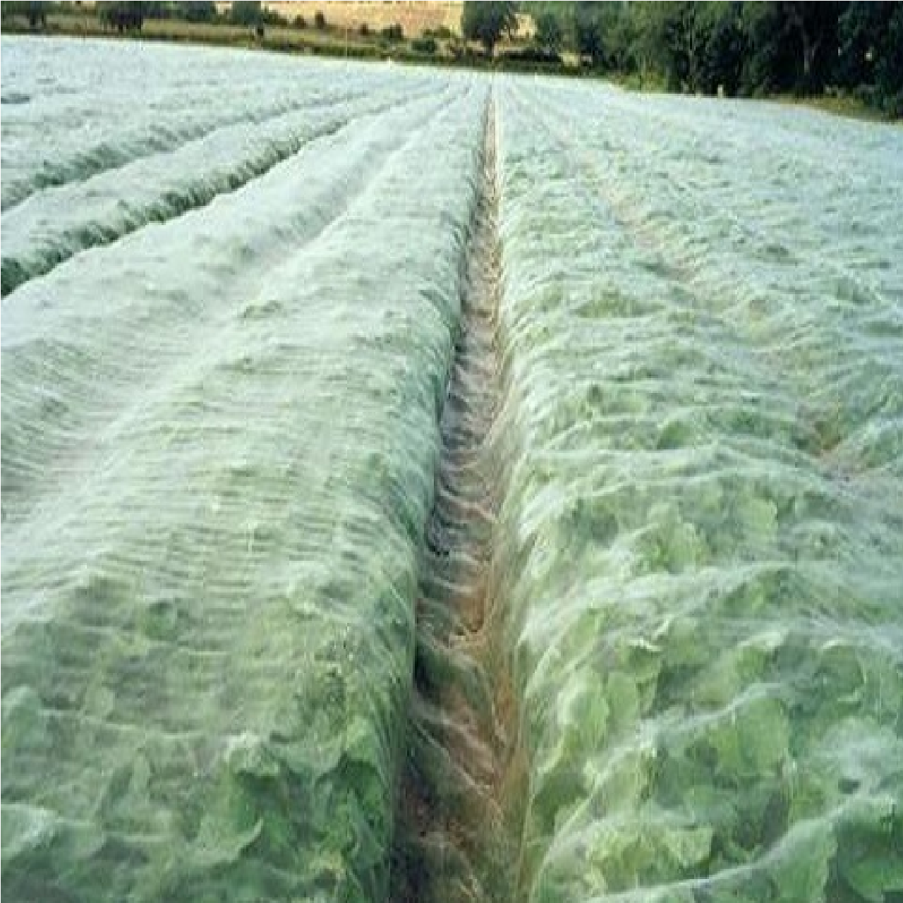 Green Hands INSECT BARRIER Netting 1.8M X 30M