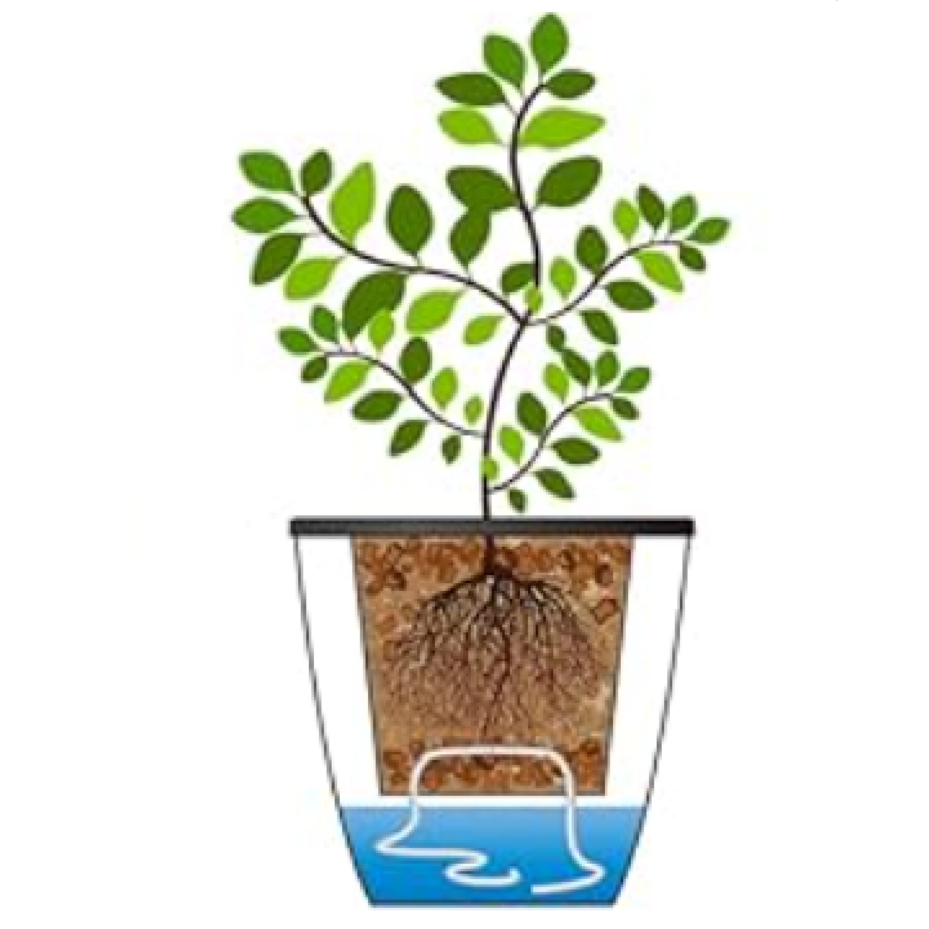 Green Hands SELF-WATERING Hydroponic Pot FULL CLEAR PLASTIC 173MM X 212MM