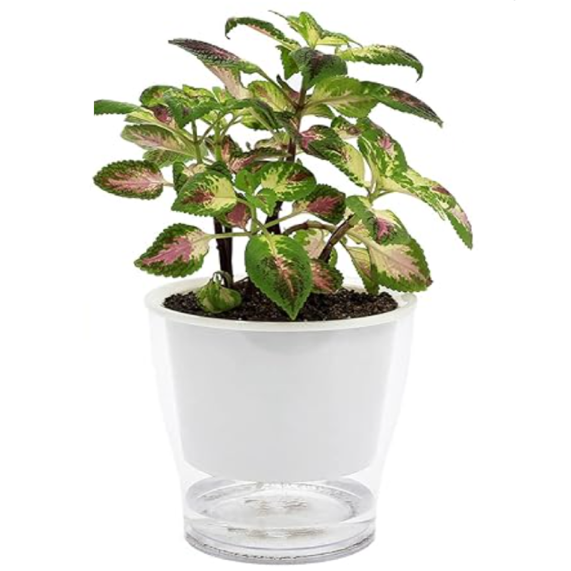 Green Hands SELF-WATERING Hydroponic Pot FULL CLEAR PLASTIC 173MM X 212MM