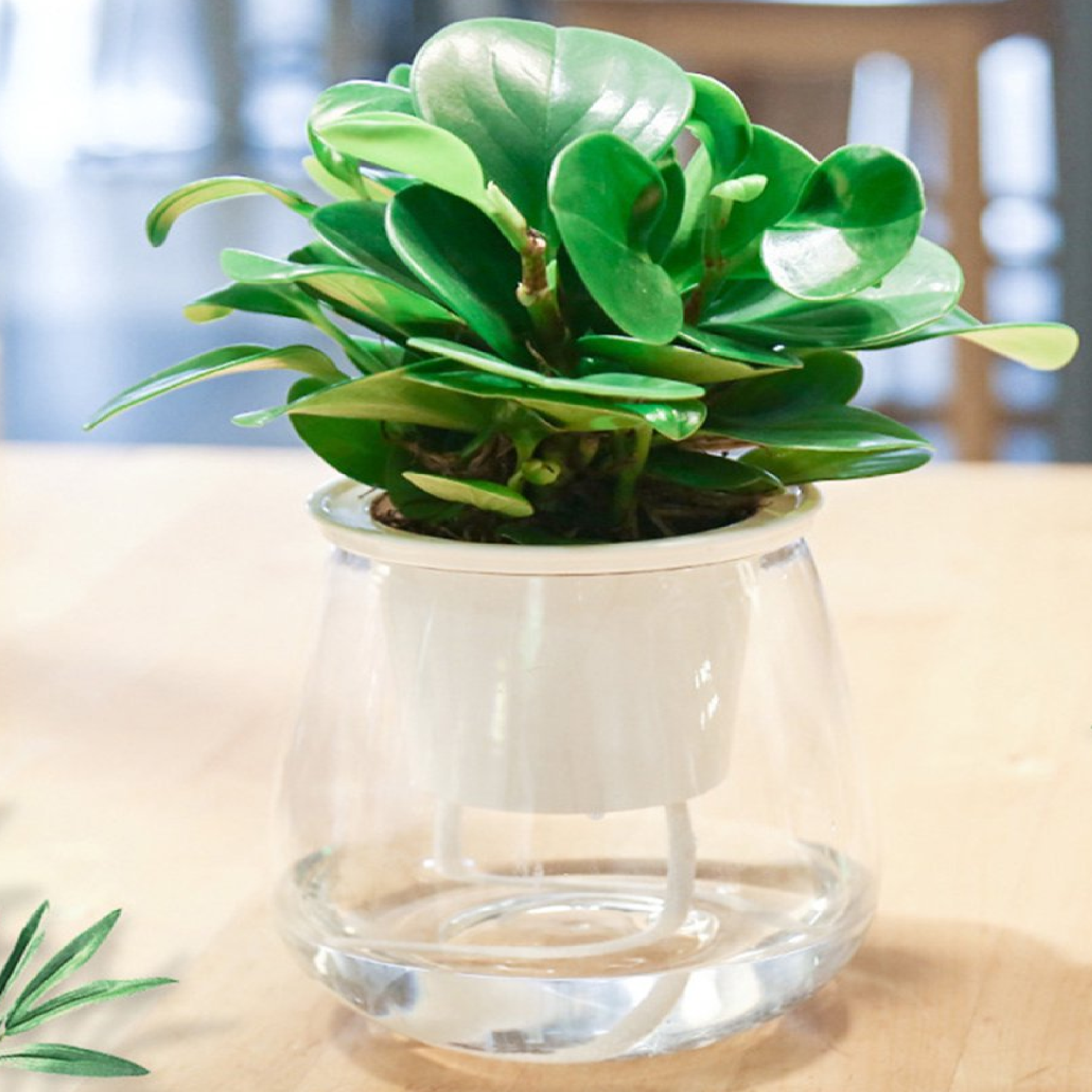 Green Hands SELF-WATERING Hydroponic Pot FULL CLEAR PLASTIC 78MM X 68MM