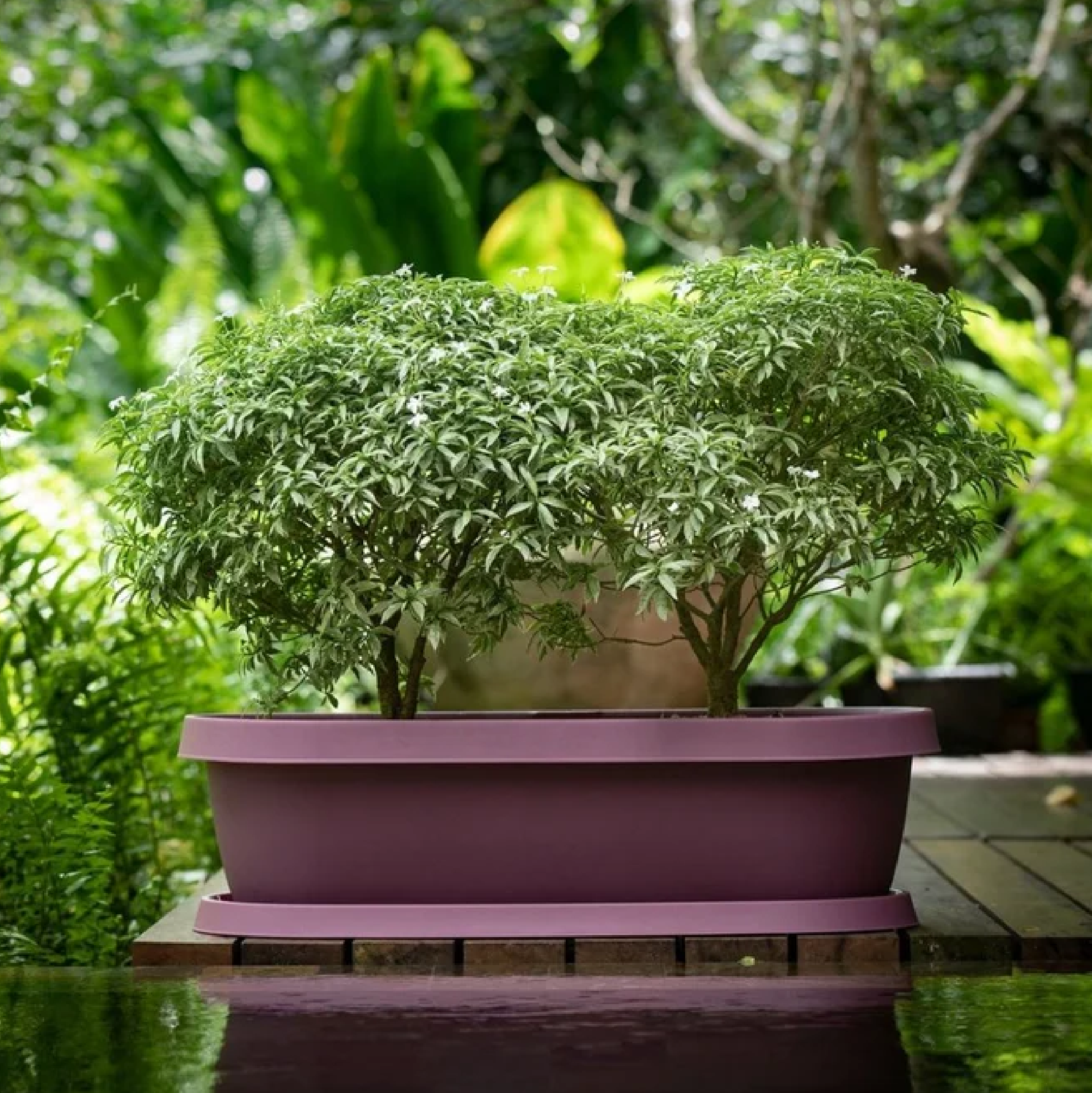 GRO Flower Pot With Tray 27L HIBISCUS RECTANGLE